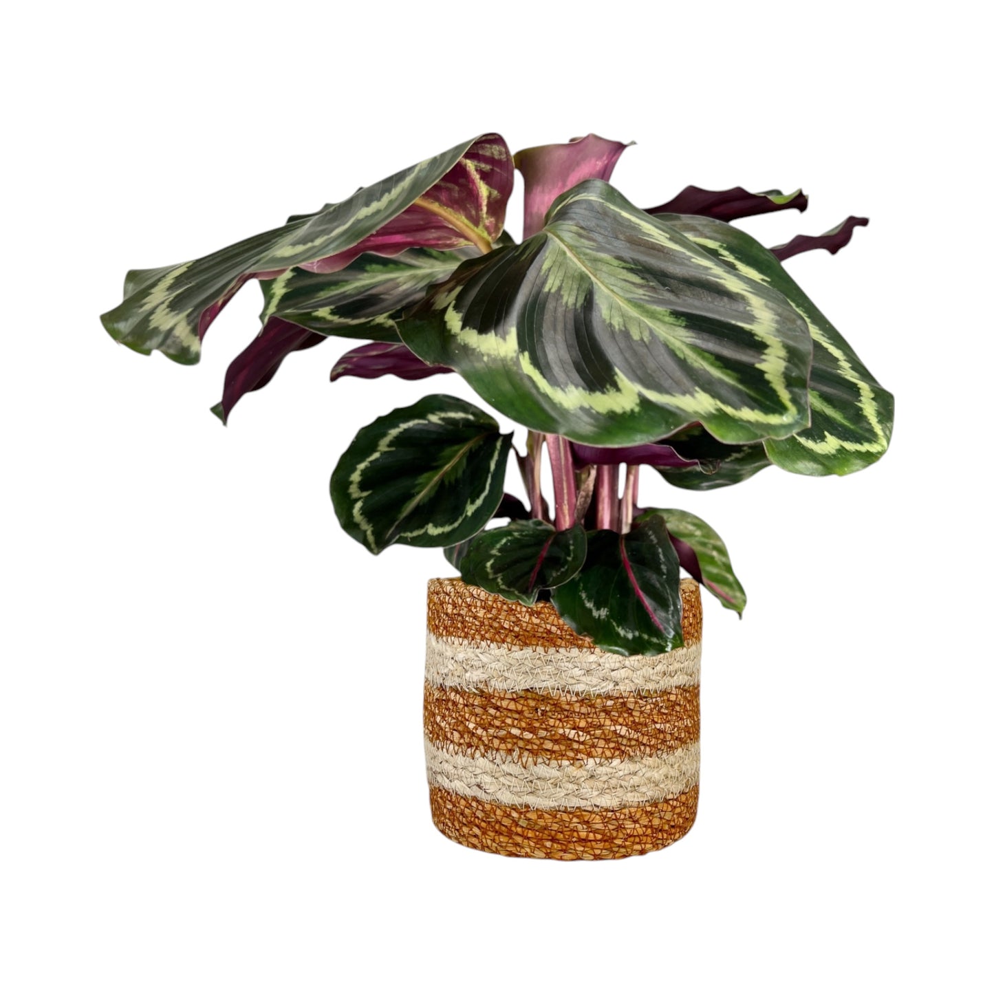 Calathea 12cm Mix in Basket - Green Plant The Horti House