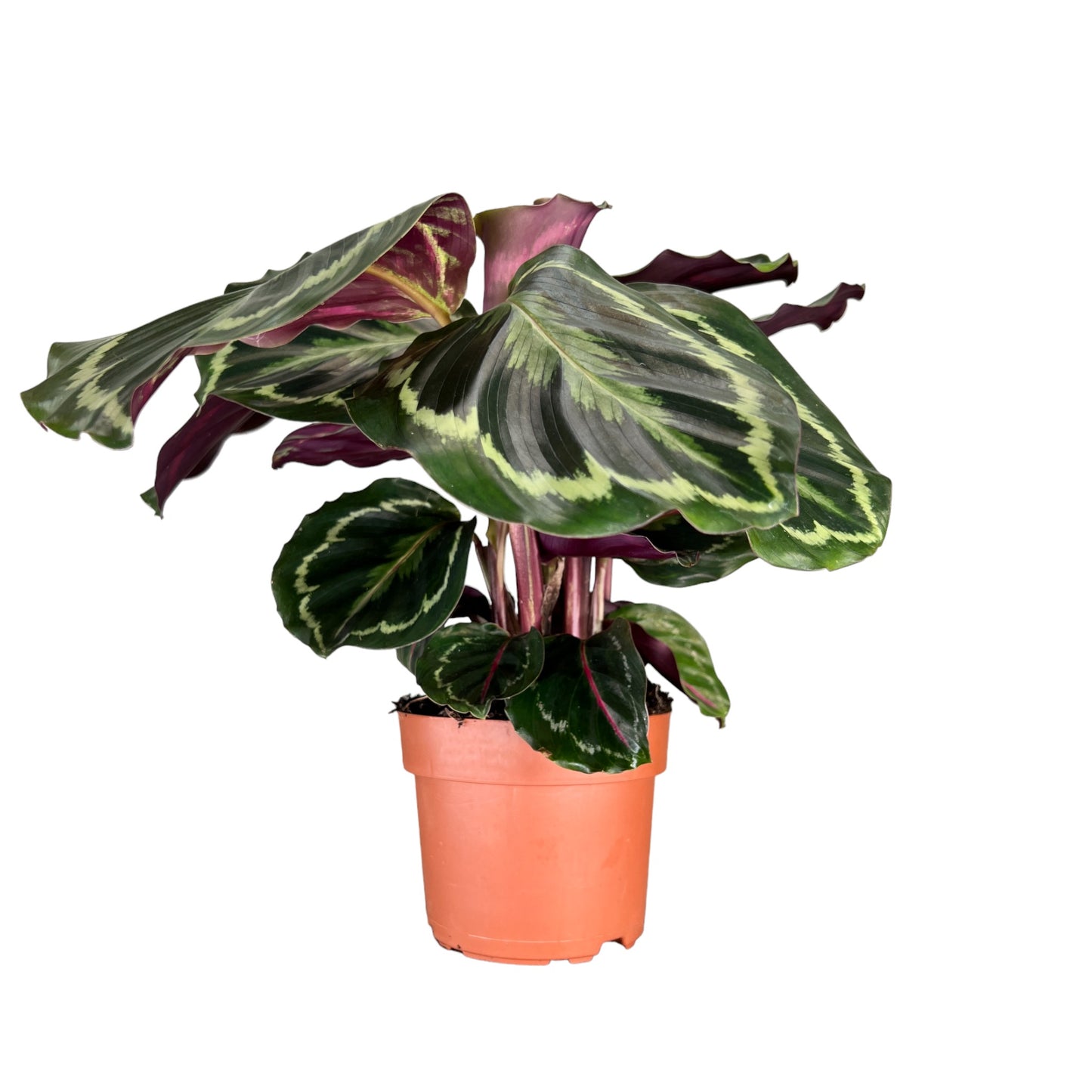 Calathea 12cm Medallion - Green Plant The Horti House