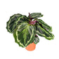 Calathea 12cm Medallion - Green Plant The Horti House