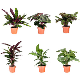 Calathea 12cm Mix - Green Plant The Horti House