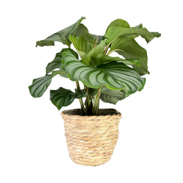 Calathea 12cm Orbilfolia in Basket - Green Plant The Horti House