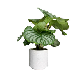 Calathea 12cm Orbifolia in Ceramic - Green Plant The Horti House