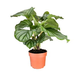 Calathea 12cm Orbifolia - Green Plant The Horti House