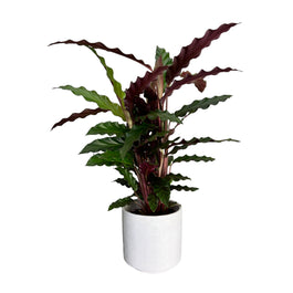 Calathea 12cm Rufibarba in Ceramic - Green Plant The Horti House