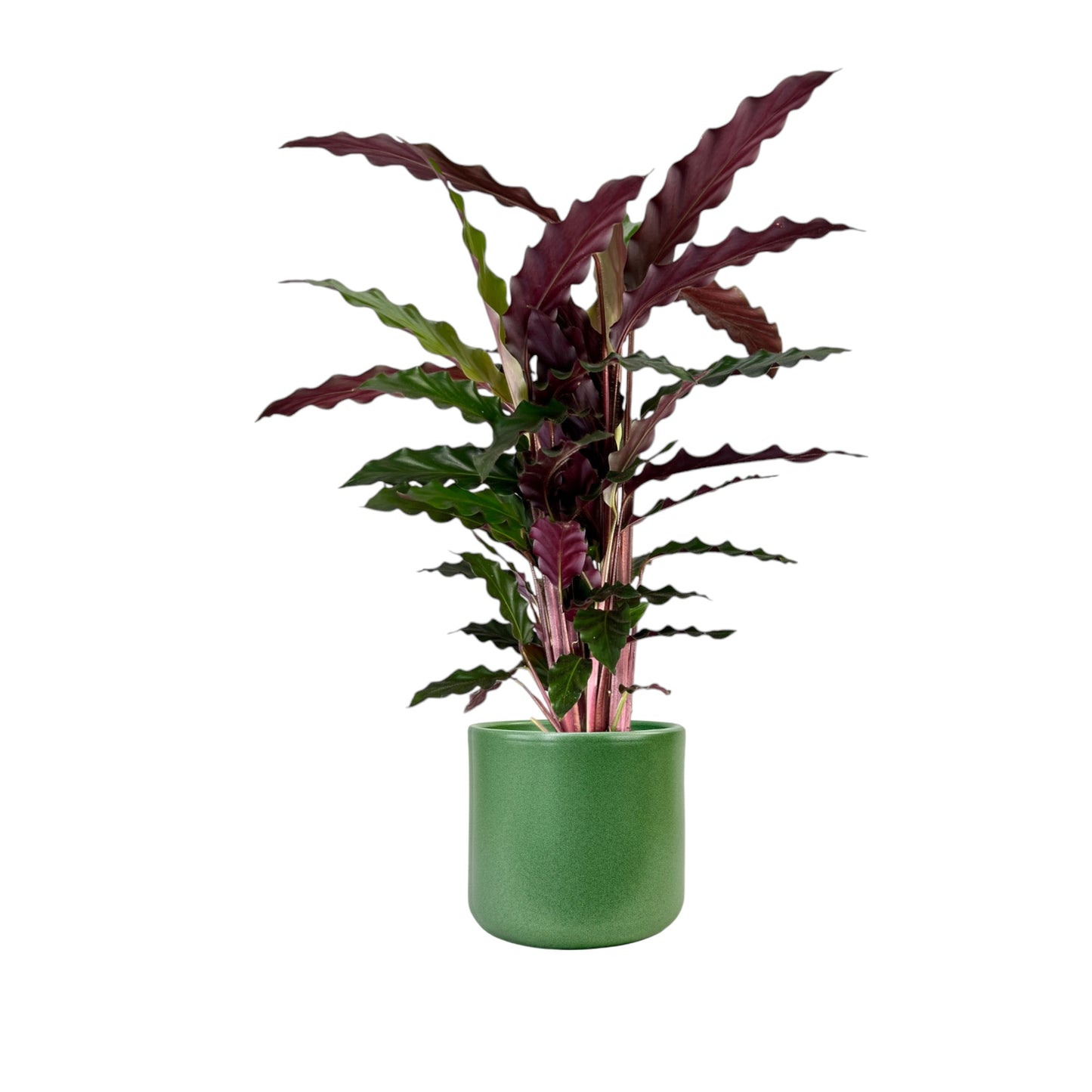 Calathea 12cm Rufibarba in Cambridge Ceramic