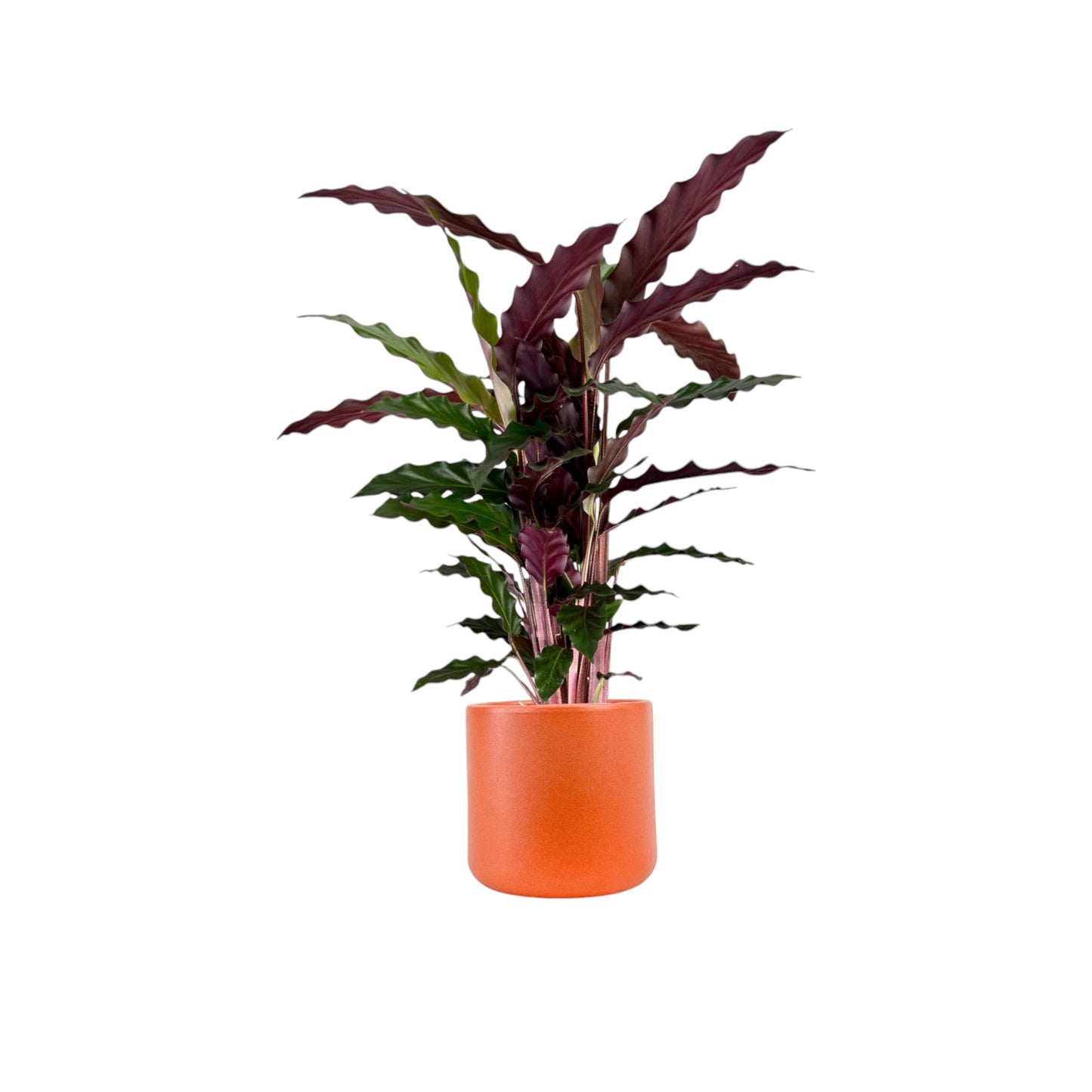 Calathea 12cm Rufibarba in Cambridge Ceramic