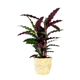 Calathea 12cm Rufibarba in Basket - Green Plant The Horti House