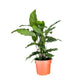 Calathea 12cm Freddie - Green Plant The Horti House