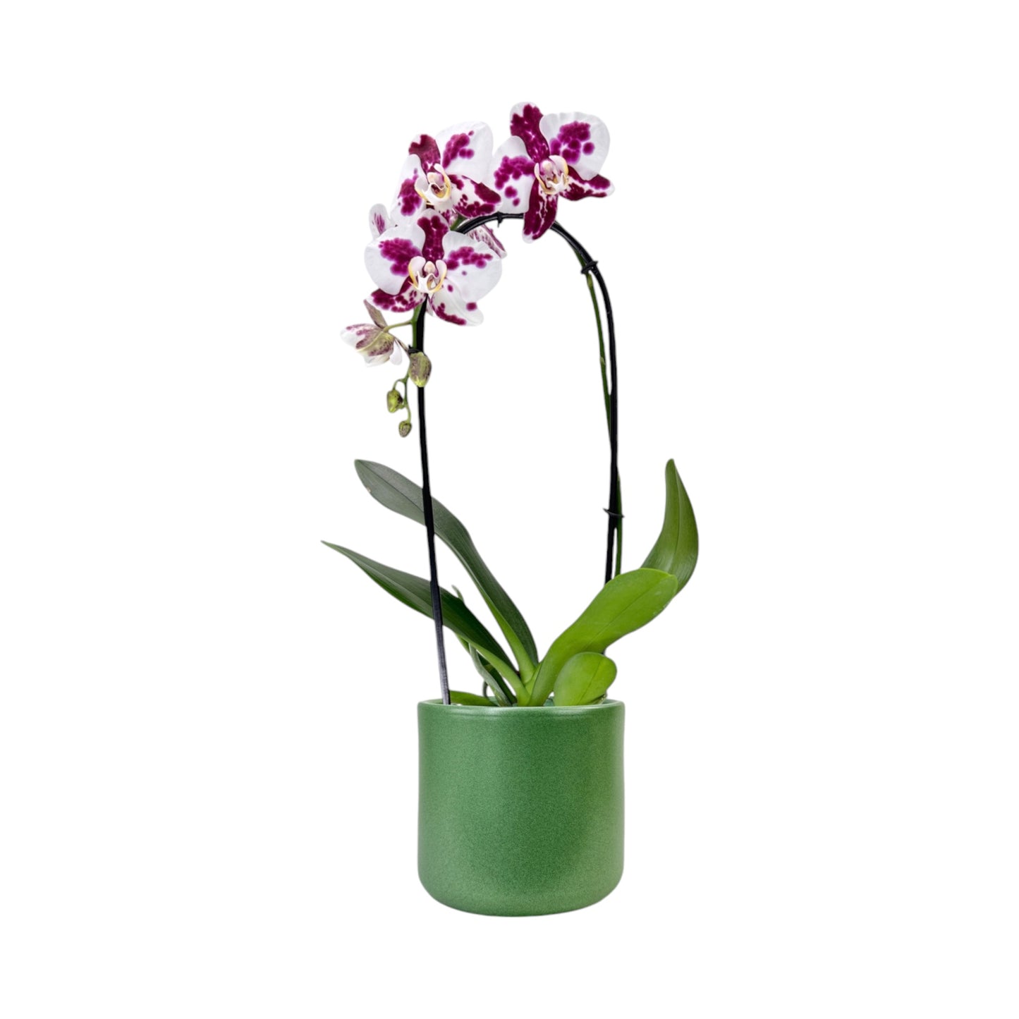 Phalaenopsis 12cm Cascade Mixed Colours in Cambridge Ceramic