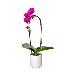 Cascade Orchid 12 cm in Ceramic Mixed Colour - Orchid The Horti House