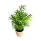 Chamaedorea 12cm Elegans in Basket - Green Plant The Horti House