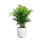 Chamaedorea 12cm Elegans in Ceramic - Green Plant The Horti House