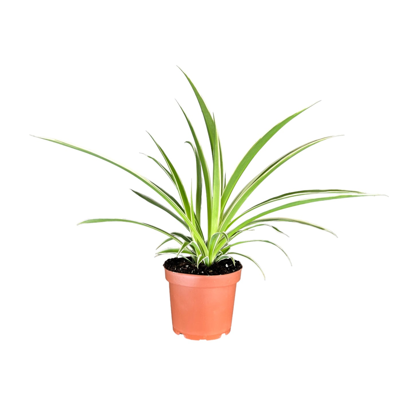 Chlorophytum 12cm – The Horti House