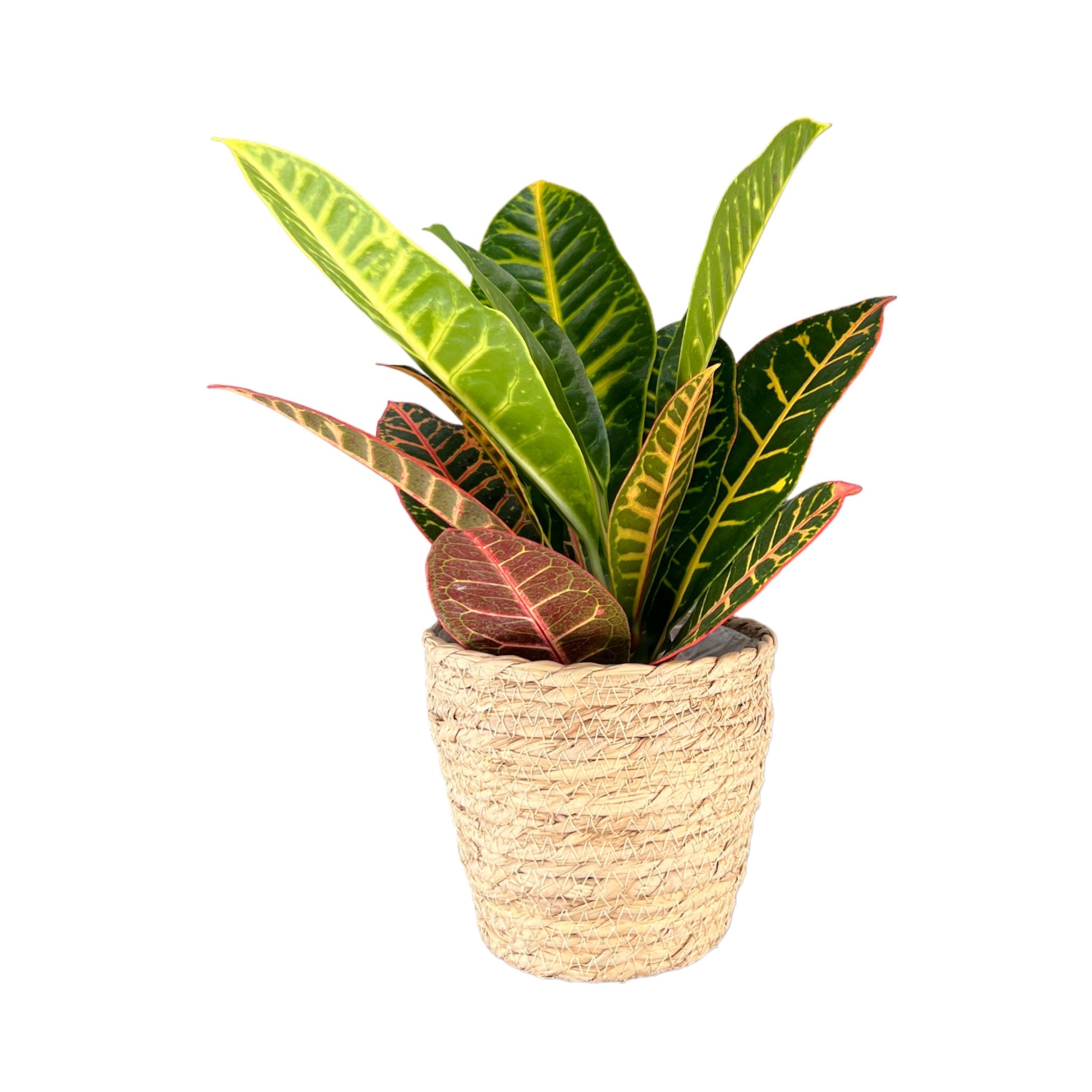 Codiaeum 12cm in Basket - Green Plant The Horti House