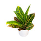 Codiaeum 12cm in white Ribbed Ceramic - Green Plant The Horti House