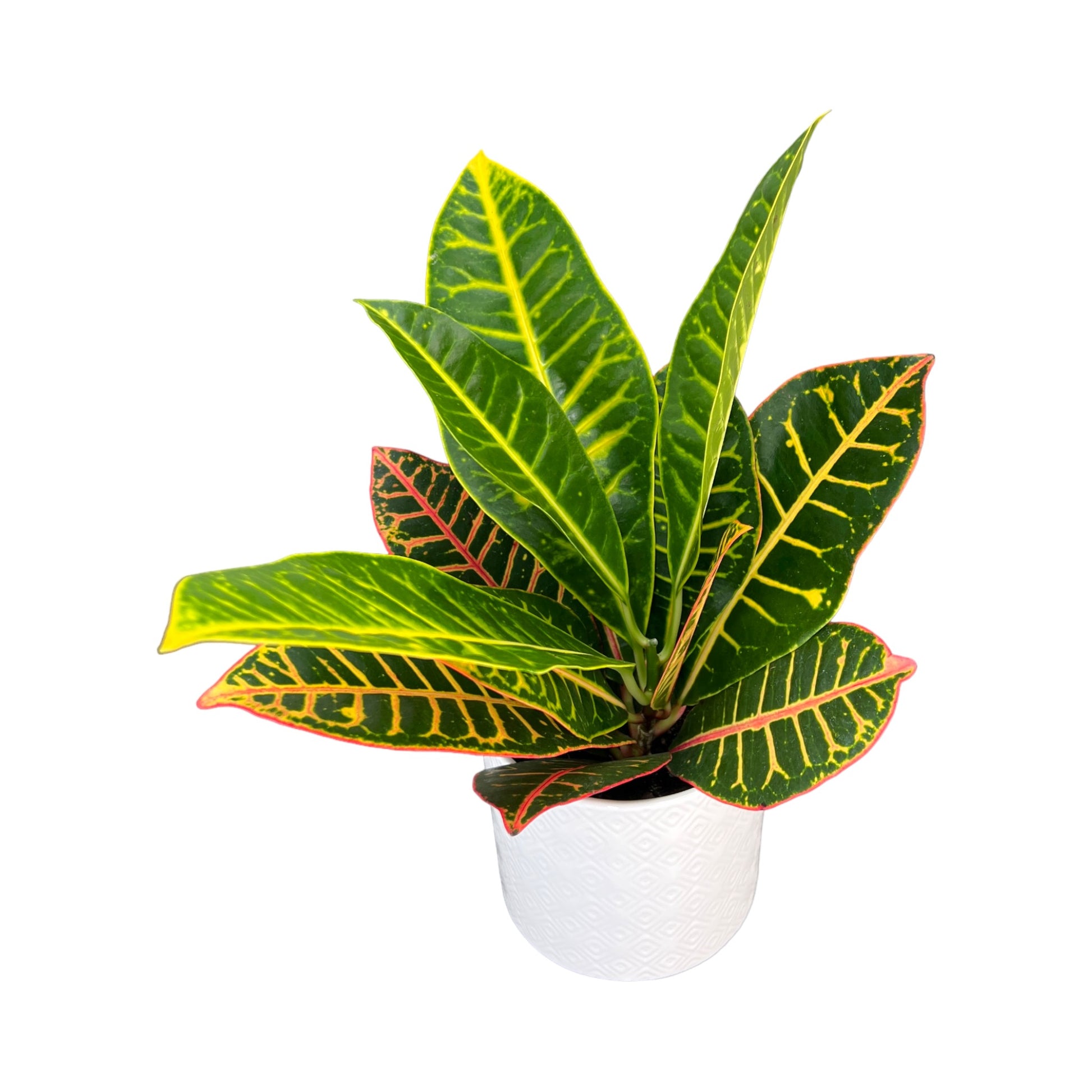 Codiaeum 12cm in white Ribbed Ceramic - Green Plant The Horti House