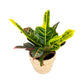 Codiaeum 12cm in Basket - Green Plant The Horti House