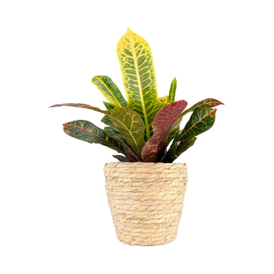 Codiaeum 12cm in Basket - Green Plant The Horti House