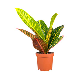 Codiaeum 12cm - Green Plant The Horti House