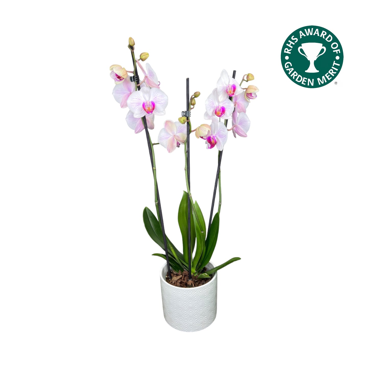 Phalaenopsis 12cm AGM Triple Stem Denver in Oxford Ceramic