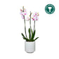 Phalaenopsis 12cm AGM Triple Stem Denver in Oxford Ceramic