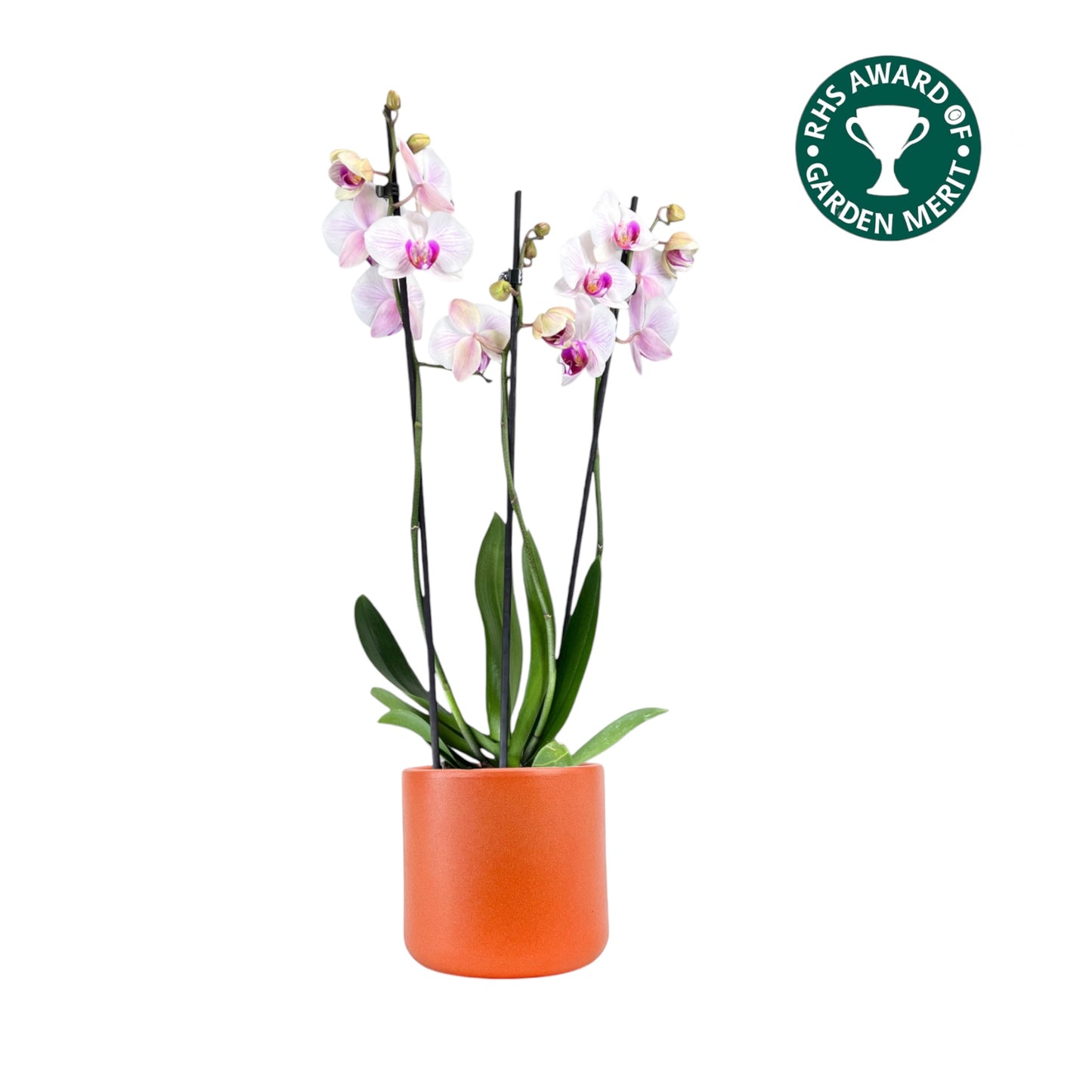 Phalaenopsis 12cm AGM Triple Stem Denver in Cambridge Ceramic