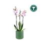 Phalaenopsis 12cm AGM Triple Stem Denver in Cambridge Ceramic