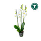 Triple Stem 12cm Orchid AGM Dover - Orchid The Horti House