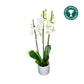 Phalaenopsis 12cm AGM Triple Stem Dover in Oxford Ceramic