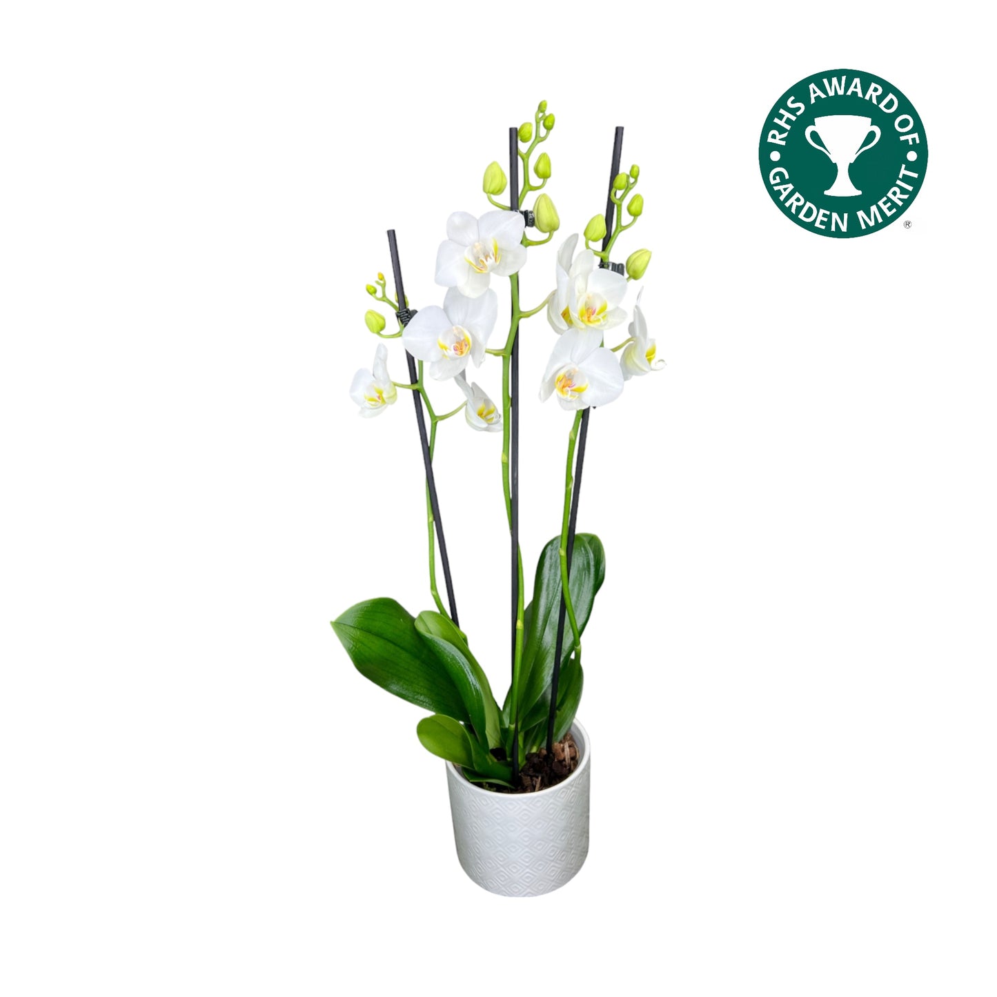 Phalaenopsis 12cm AGM Triple Stem Dover in Oxford Ceramic