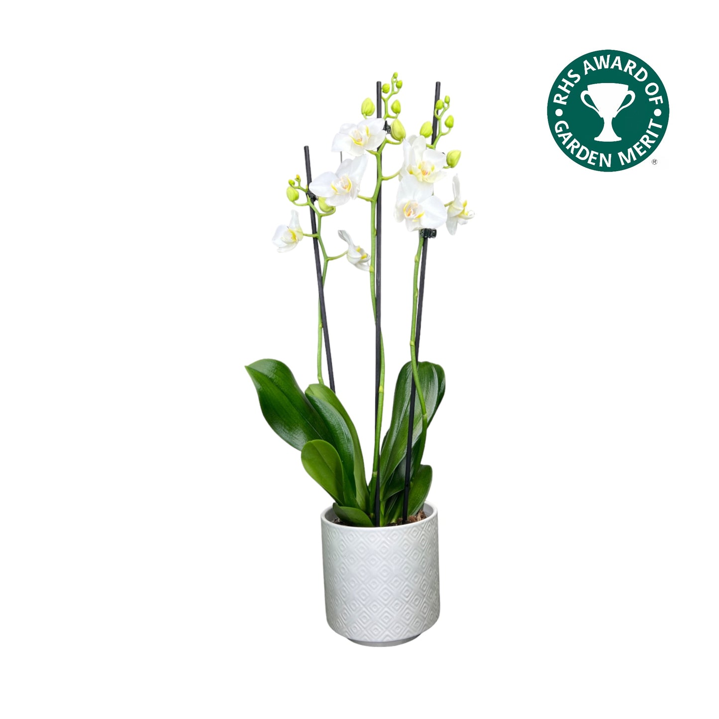 Phalaenopsis 12cm AGM Triple Stem Dover in Oxford Ceramic