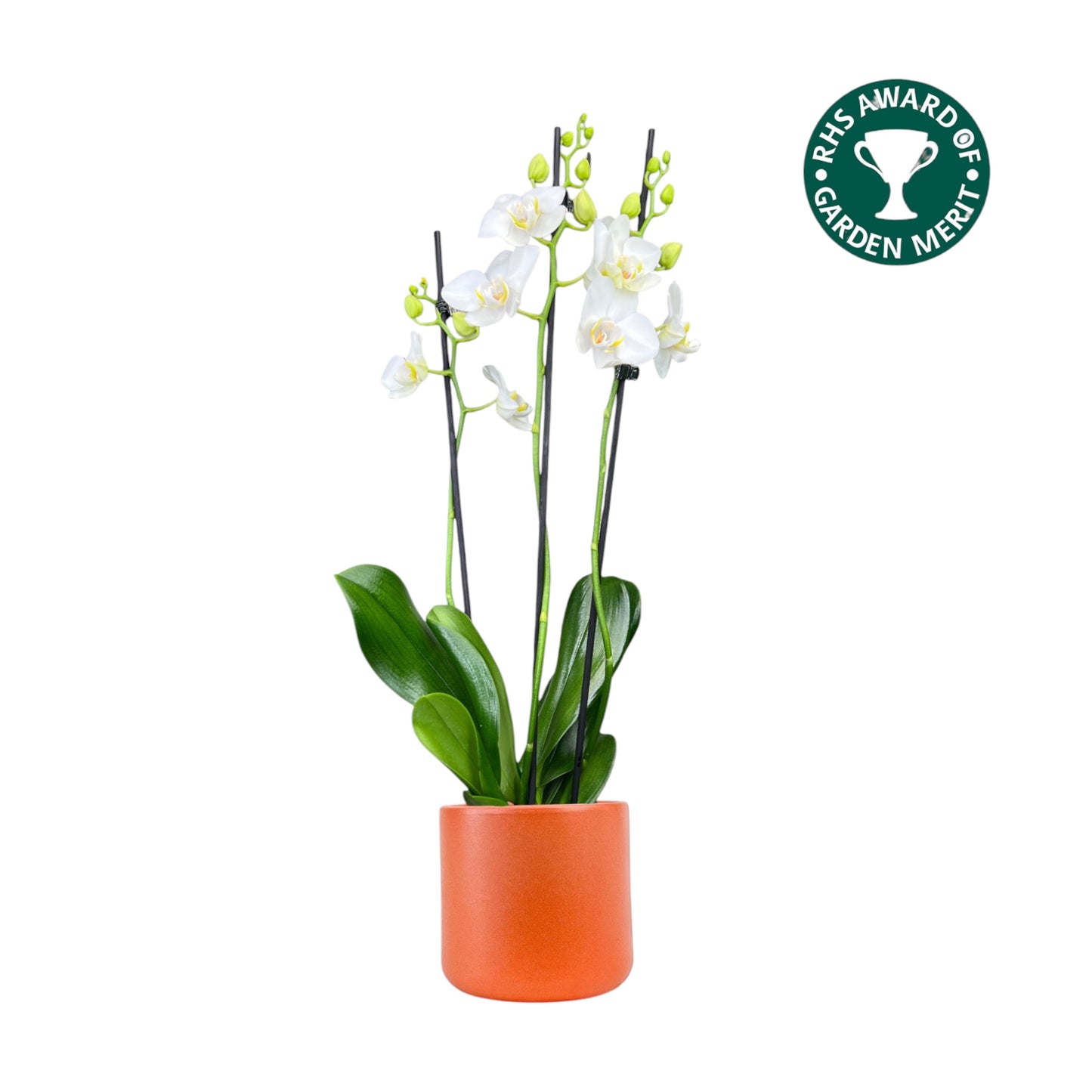 Phalaenopsis 12cm AGM Triple Stem Dover in Cambridge Ceramic