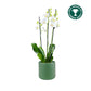 Phalaenopsis 12cm AGM Triple Stem Dover in Cambridge Ceramic