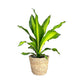 Dracaena 12cm Burley in Basket - Green Plant The Horti House