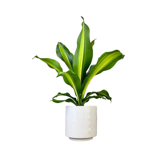 Dracaena 12cm Burley in Ceramic - Green Plant The Horti House