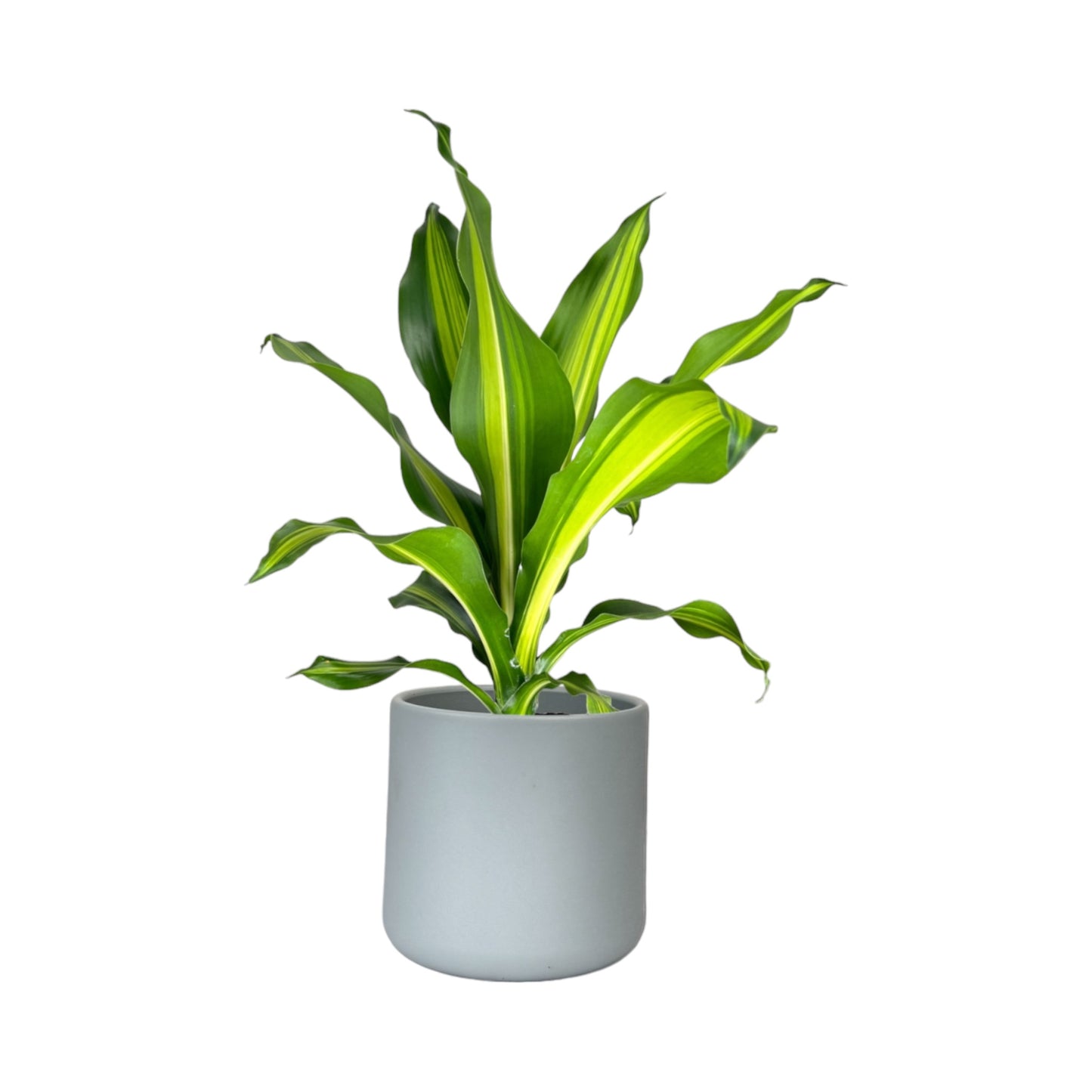 Dracaena 12cm Burley in Cambridge Ceramic