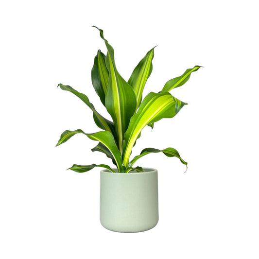 Dracaena 12cm Burley in Cambridge Ceramic