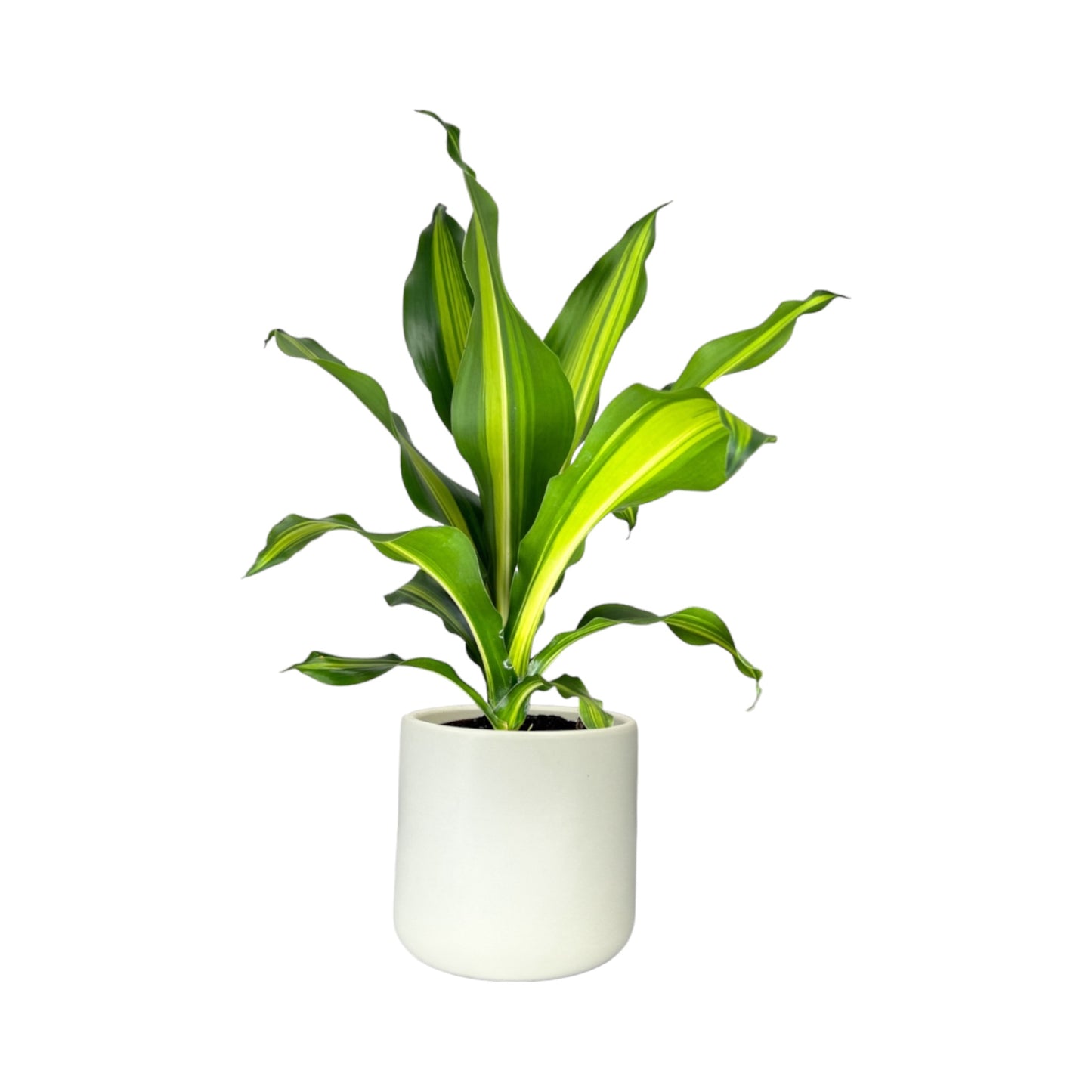 Dracaena 12cm Burley in Cambridge Ceramic