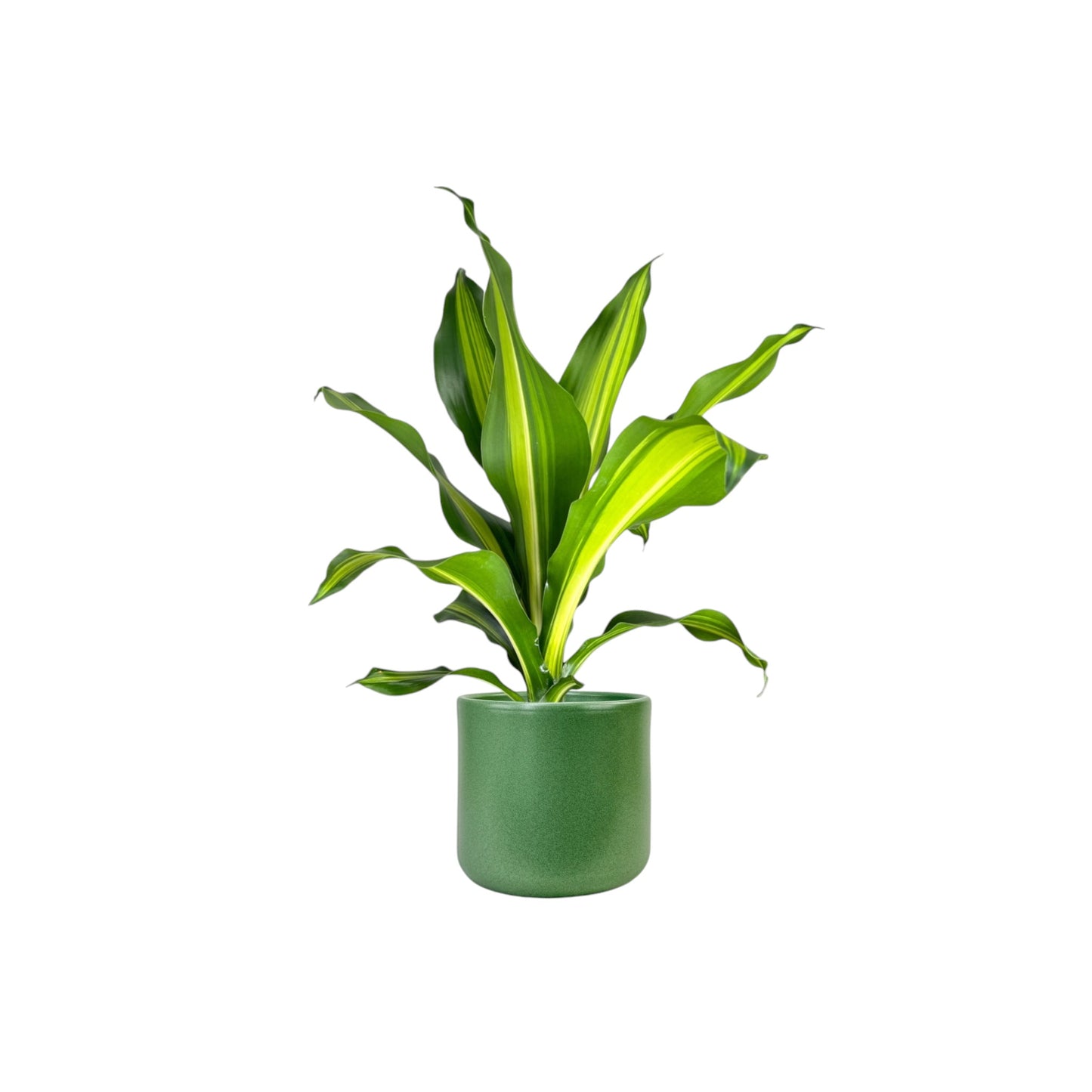 Dracaena 12cm Burley in Cambridge Ceramic