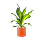 Dracaena 12cm Burley in Cambridge Ceramic