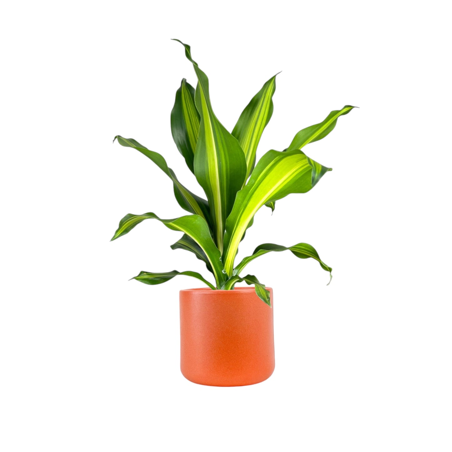 Dracaena 12cm Burley in Cambridge Ceramic