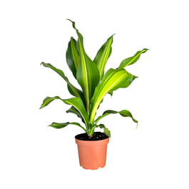 Dracaena 12cm Burley - Green Plant The Horti House