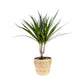 Dracaena 12cm Marginata In Basket