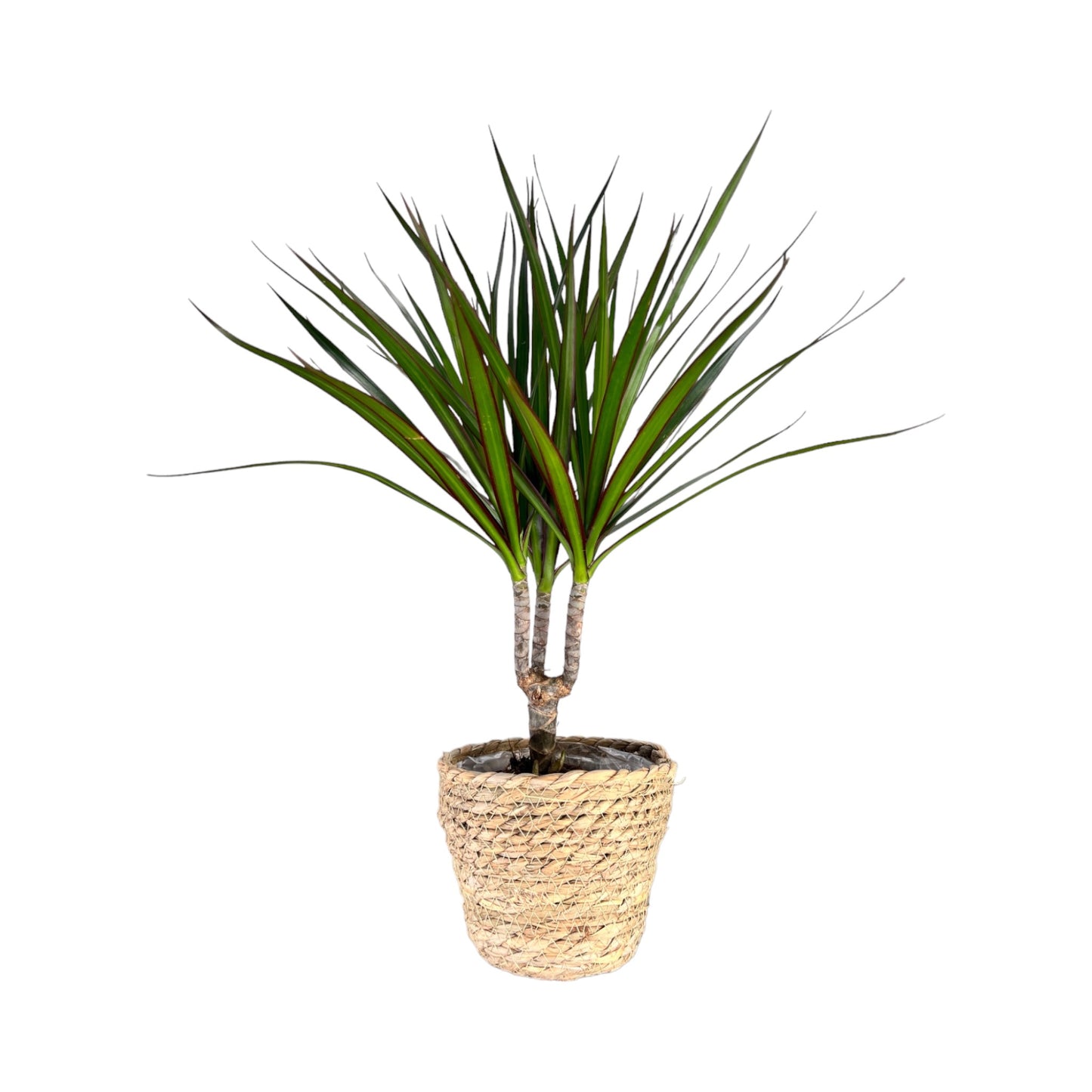 Dracaena 12cm Marginata In Basket