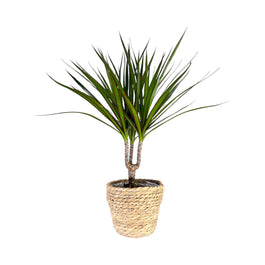 Dracaena 12cm Marginata In Basket