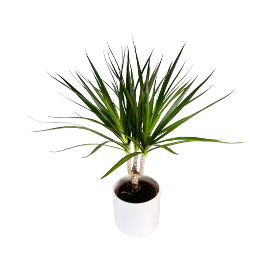 Dracaena 12cm Marginata in Oxford Ceramic