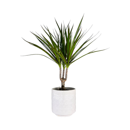 Dracaena 12cm Marginata in Oxford Ceramic