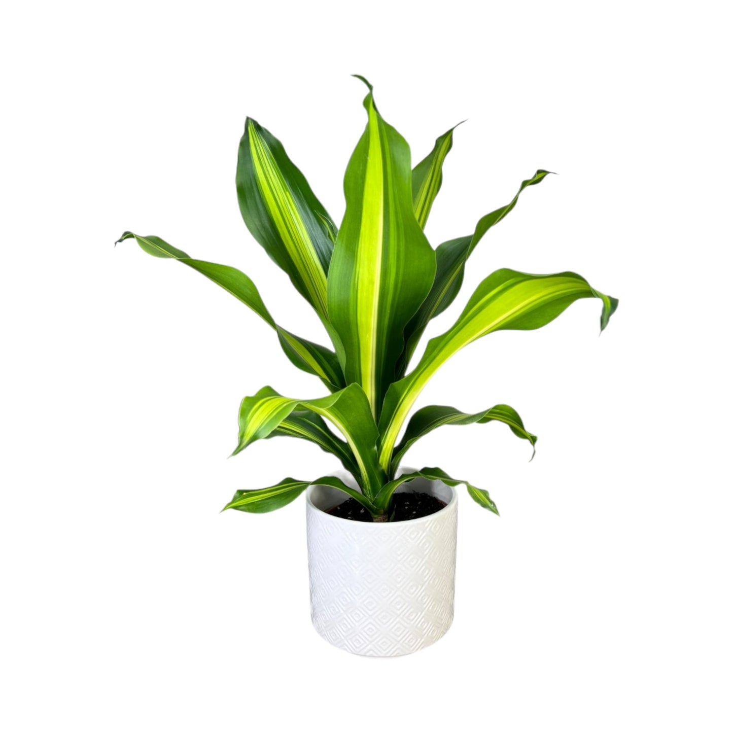 Dracaena 12cm Burley in Ceramic - Green Plant The Horti House