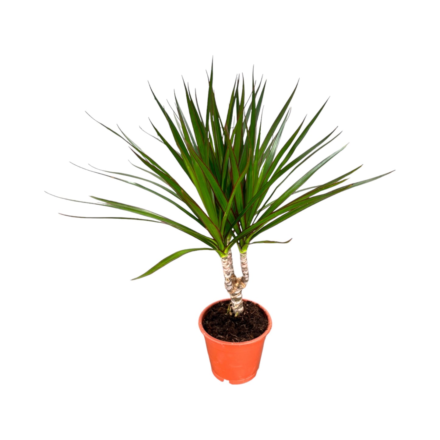 Dracaena 12cm Marginata