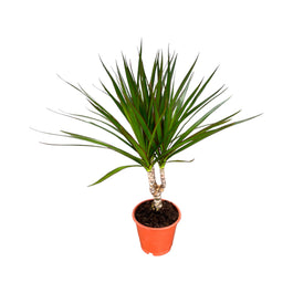 Dracaena 12cm Marginata